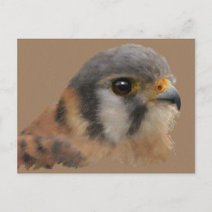 American Kestrel Portrait Postcard