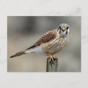 American Kestrel Postcard