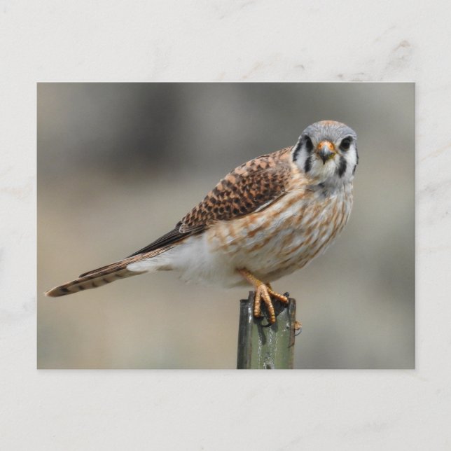American Kestrel Postcard (Front)