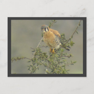 American Kestrel Postcard
