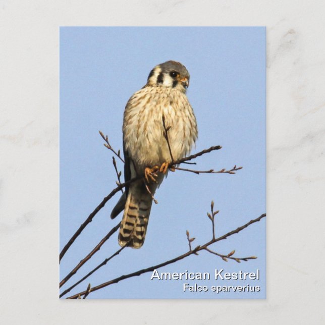 American Kestrel Postcard (Front)