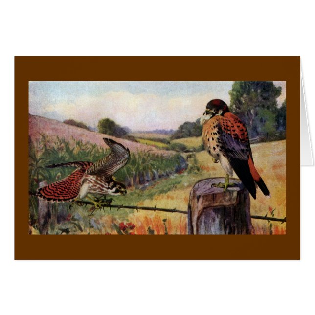 American Kestrels on a Barbed Wire Fence (Front Horizontal)