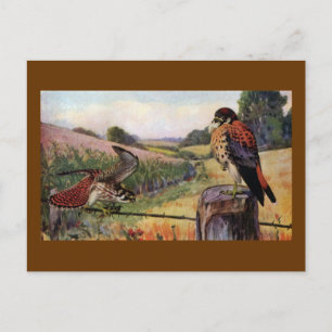 American Kestrels on a Barbed Wire Fence Postcard