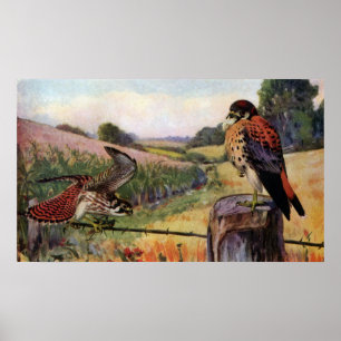 American Kestrels on a Barbed Wire Fence Poster