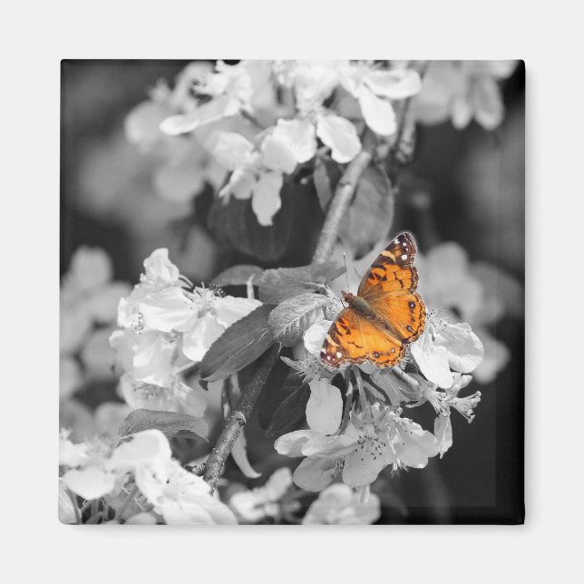 American Lady Butterfly On Apple Blossom Magnet (Front)