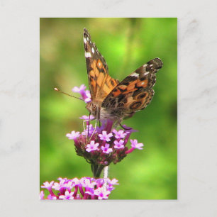 American Lady Butterfly Postcard