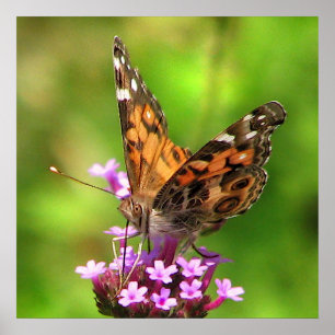 American  Lady Butterfly Poster