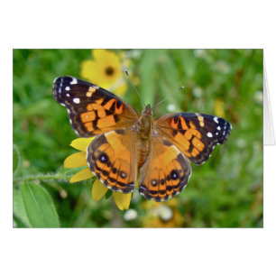 American Lady Butterfly - Vanessa virginiensis