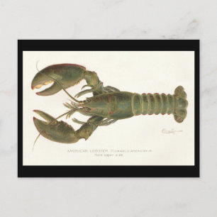 American Lobster - Sherman Denton Fish Lithograph Postcard