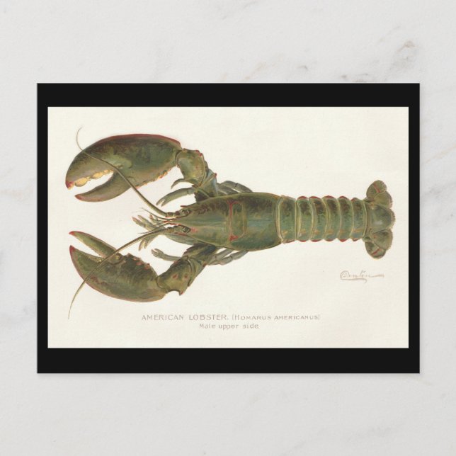 American Lobster - Sherman Denton Fish Lithograph Postcard (Front)