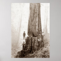 American Loggers Circa 1880