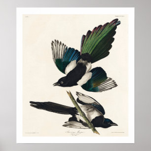 American Magpie by Audubon Poster