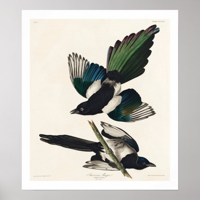 American Magpie by Audubon Poster (Front)
