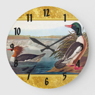 American mallard ducks in a lake swimming large clock