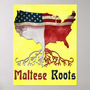 American Maltese Roots Poster Print