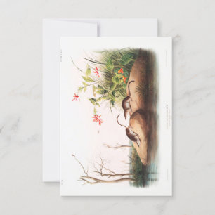 American Marsh Shrew Portrait Invitation