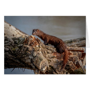 American Mink