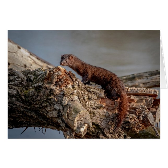 American Mink (Front Horizontal)