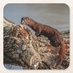 American Mink Square Paper Coaster