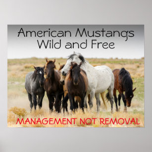 American Mustang Wild and Free Poster