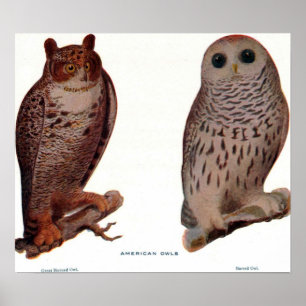 American Owls Poster