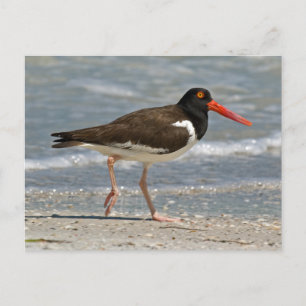 American Oystercatcher Photo Postcard