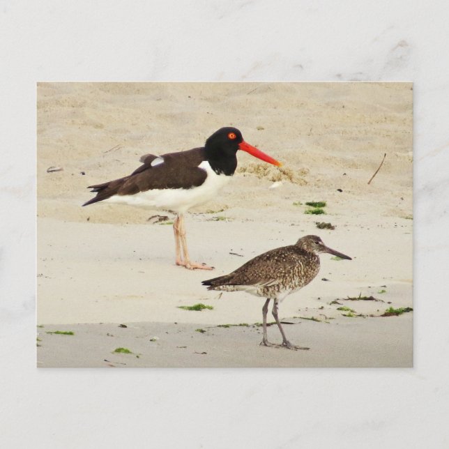 American Oystercatchers Photo Postcard (Front)