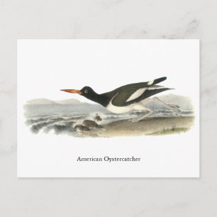 American Oystercatches, John Audubon Postcard