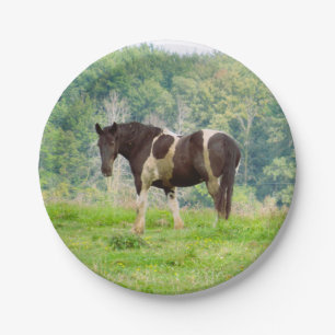 American Painted Horse in a Field Paper Plate