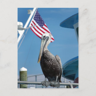 American Pelican Postcard