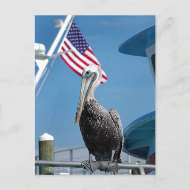 American Pelican Postcard (Front)
