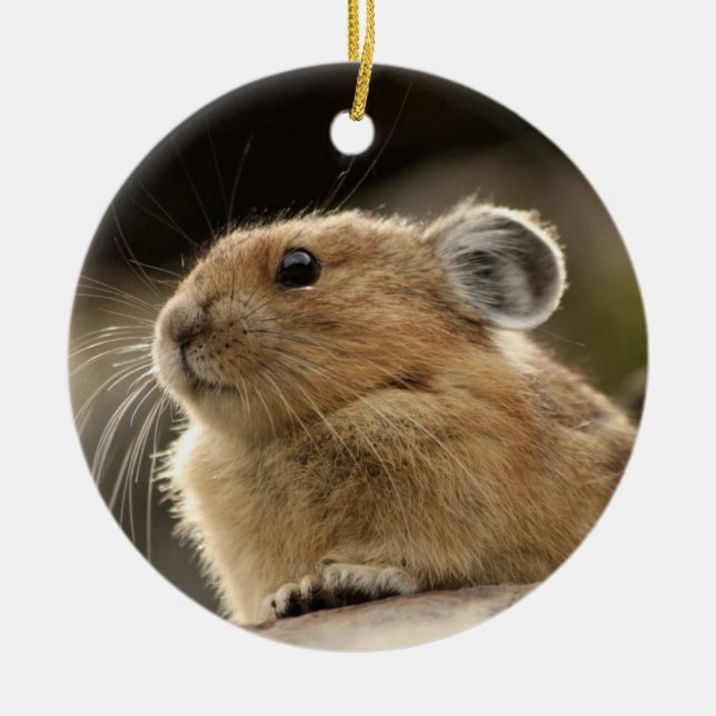 American Pika Ceramic Ornament (Front)