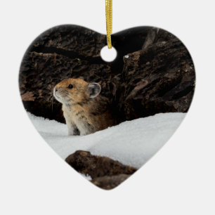 American Pika in the Snow with Heart-Shaped Ceramic Ornament