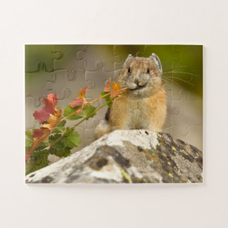 American pika Jigsaw Puzzle
