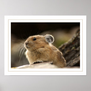 American Pika Poster