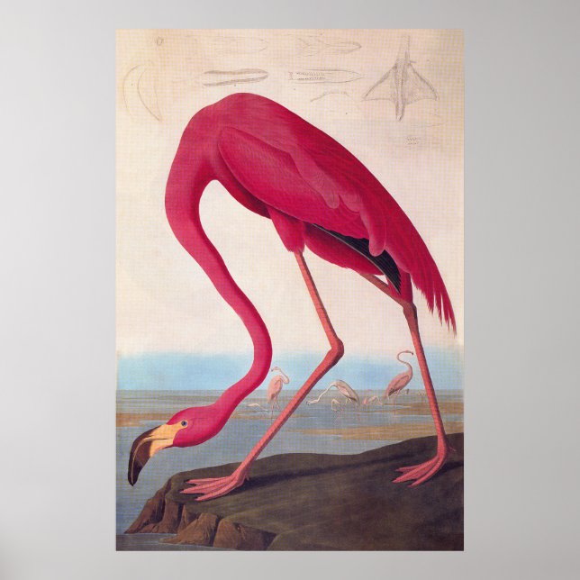 American Pink Flamingo Audubon Vintage Bookplate Poster (Front)