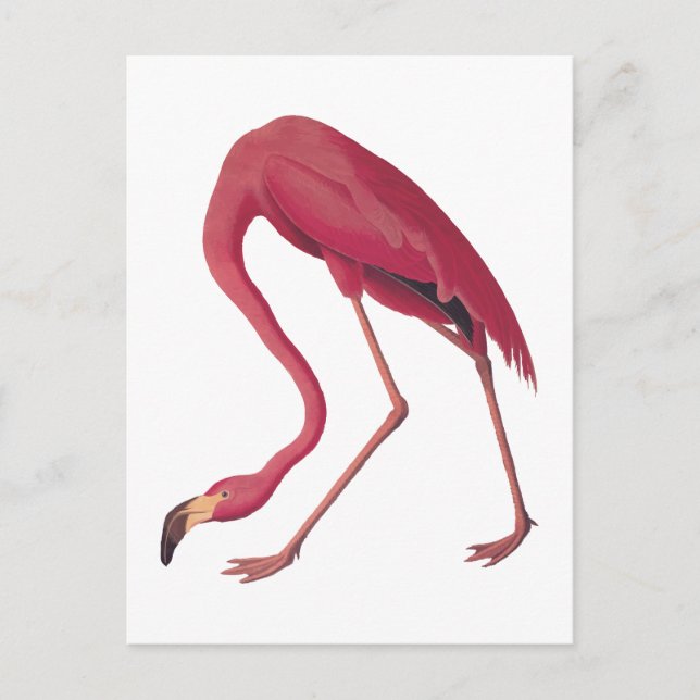 American Pink Flamingo Vintage Art Postcard (Front)