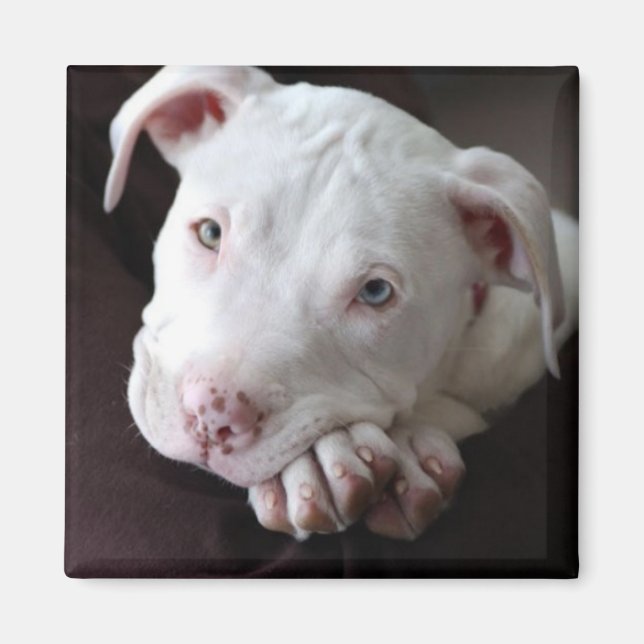 American Pit Bull Puppy Magnet (Front)
