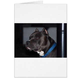 American Pit Bull Terrier