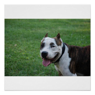 american pit bull terrier smiling poster