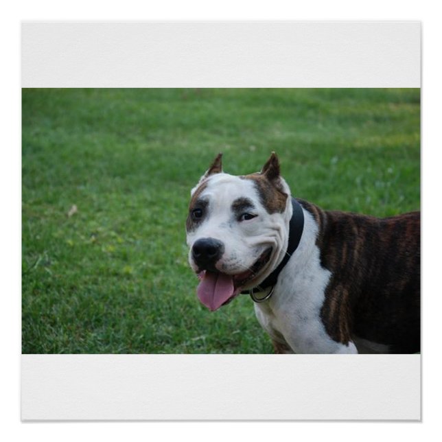 american pit bull terrier smiling poster (Front)