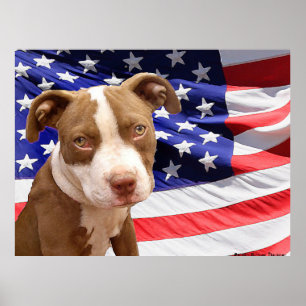 American Pitbull puppy Poster