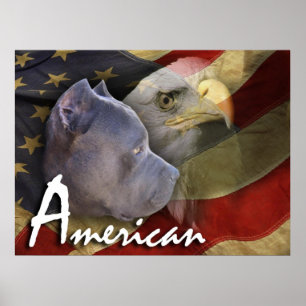 American Pitbull Terrier Dog, Flag, Bald Eagle Poster
