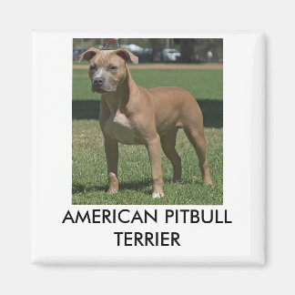 American Pitbull Terrier Magnet