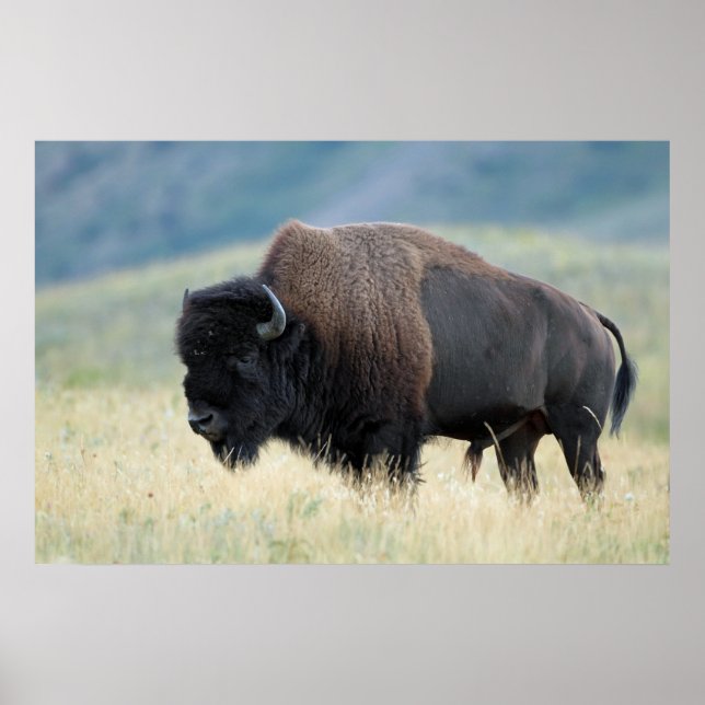 American Plains Bison Poster (Front)