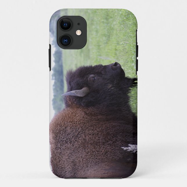 American Plains Buffalo Bison iPhone 5 Cover (Back)