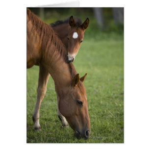American Quarter horse mare and colt in field at
