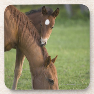 American Quarter horse mare and colt in field at Coaster
