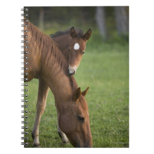 American Quarter horse mare and colt in field at Notebook