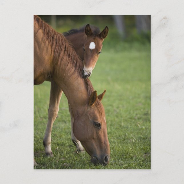 American Quarter horse mare and colt in field at Postcard (Front)